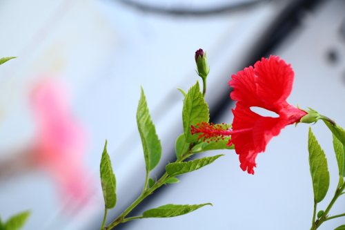 KRISHNA KUMAR  Portfolio